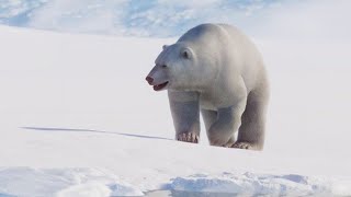 PLANET ZOO Polar Bear Habitat Build [upl. by Cami]