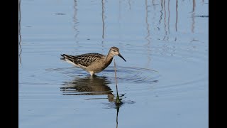 エリマキシギ 野鳥 Ruff Philomachus pugnax wildbirds [upl. by Atikcir]