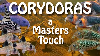 Revisiting a Canadian Master Corydoras Breeder [upl. by Hutner910]