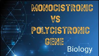 Monocistronic vs polycistronic gene [upl. by Tikna850]