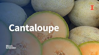 Picking Preparing and Storing Cantaloupe [upl. by Pembrook]