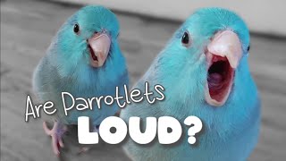 Are Parrotlets LOUD Parrot Talking Sounds Forpus Bird Parrotlets As Pets ฟอพัส [upl. by Hareenum562]