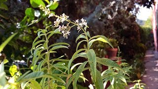 Erba Luigia Aloysia Citriodora medicinal plant [upl. by Masry]