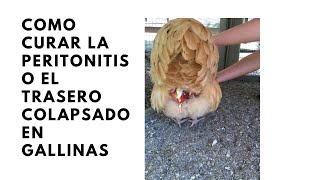 Como curar la peritonitis o el trasero colapsado en gallinas [upl. by Dollie]