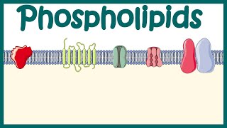 Phospholipids  Structure amp function  distribution and effect on cellular physiology [upl. by Haikan700]