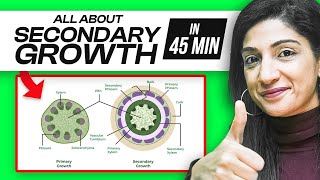 SECONDARY GROWTH  Botany 🌿  NEET 2024  Pankhuri Maam [upl. by Zipporah939]