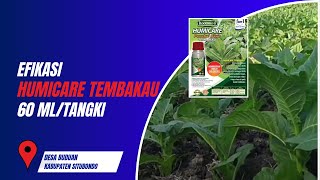 EFIKASI PENGGUNAAN HUMICARE PENEBAL DAUN TEMBAKAU DI DESA BUDUAN KABUPATEN SITUBONDO [upl. by Sivat]