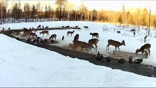 20190320  821 Deer amp Turkeys on the Brownvilles Food Pantry For Deer [upl. by Ilaw285]