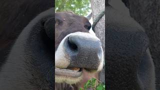 Cow chewing cud 😅😅 cow cute chewing [upl. by Mast]