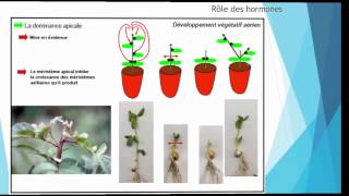 S5 Croissance et développement des plantes  Roles des hormones II 24 [upl. by Brenden]