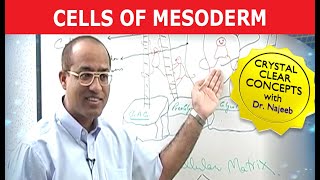 Cells of Mesoderm  Mesenchyme  Funny Clip 😄 [upl. by Arvell]