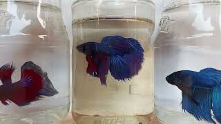 Siamese fighting fish Fighter Fish Life  Part 06 fish trending [upl. by Baoj]