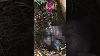 The showdown between two baby cuckoos cuckoo cuckoobird babybird nature shorts viralshorts [upl. by Sandeep]