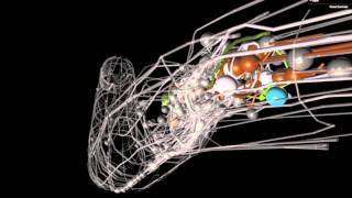 OpenWorm An opensource C elegans nematode simulation [upl. by Rayna451]