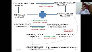 Acetate Pathway Part 2 [upl. by Kotto377]