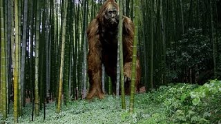 The Largest Ape that Ever Lived Documentary [upl. by Aelem76]