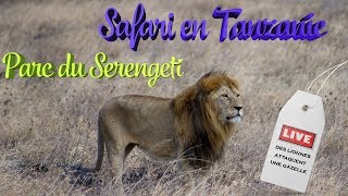 Safari en Tanzanie  Episode 7  Parc national du Serengeti [upl. by Atse]