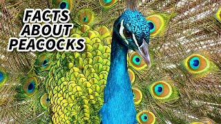 Peacock Facts FACTS about PEAFOWL 🦚 Animal Fact Files [upl. by Souvaine]