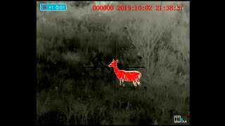 Bering Optics HogsterR video of deer at various ranges [upl. by Rachaba258]