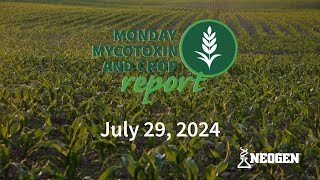 Monday Mycotoxin and Crop Report for July 29 2024 [upl. by Eisdnyl]