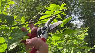 How we prune a Wisteria into a free standing tree  part 2 summer prune to encourage flowers [upl. by Atinrahc780]