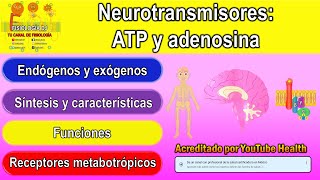 Neurotransmisores  Sistema nervioso central  ATP neurotransmisor  Adenosina neurotransmisor [upl. by Florio]