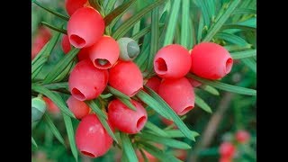 Taxus baccata  European Yew  English Yew [upl. by Akihc750]