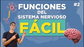 FUNCIONES del SISTEMA NERVIOSO 🧠  Explicado FACIL [upl. by Eniluj]