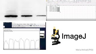 western blot Data analysis for protein quantification imagej Part 2 [upl. by Llertnek]