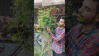 Grow Aprajita plant for free  फ्री में लगाए अपराजिता के फूल 🌿 shorts viral trending gardening [upl. by Stewart]