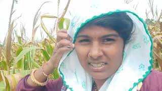 viraalvideo शेतकरीbrand आज आलोय दुसऱ्या टुकडयात मका मोडायला 🌽🌽🙄ऊन तर लय हाय आज 😱😱😱😓🌽 [upl. by Tenner]