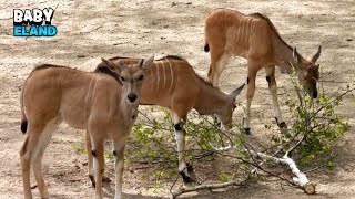 New Generation Of Elands Eating [upl. by Camile256]