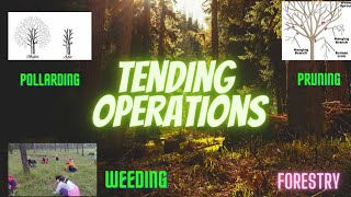 Tending operations in forestry What is tending operation  pruning pollarding weeding Thinning [upl. by Seigel]