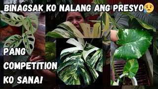 PLANTS ENTRY KO SA COMPETITION IBEBENTA KO NALANG SA PINAKAMURANG HALAGA [upl. by Colver]