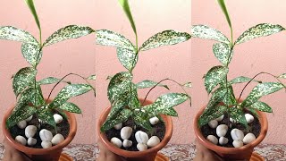 Dracena Godseffiana Plant Repotting  Indoor Plant  Dracena Surculosa [upl. by Nuajed]