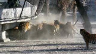 Siberian Tigers Being Fed Live Goat [upl. by Anelrahc]