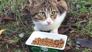 Tiny Stray Kitten Hungry For Food And Attention  Cats And Kittens [upl. by Sheri]