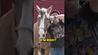 ARTHRITIC Horse LEFT ABANDONED  HUGE Reactions to Chiropractic Must See [upl. by Niu]