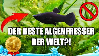 Ist dieser Fisch der beste Algenfresser für dein Aquarium [upl. by Venuti266]