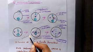 process of fertilizationPart3  AmphimixisDevelopmental Biology [upl. by Hibbitts649]