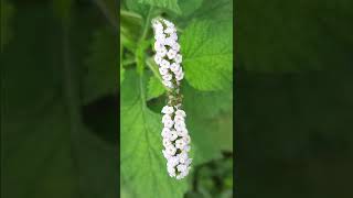 Indian heliotrope plant [upl. by Anytsirhc417]