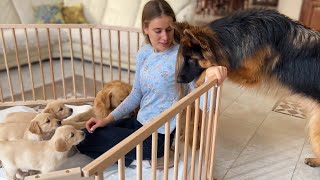 German Shepherd Meets Puppies for The First Time [upl. by Eliak927]