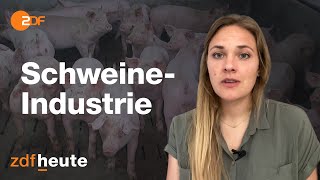 Deutschland deine Schweine Wo die Schnitzel herkommen [upl. by Aneeb]