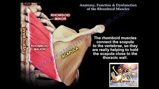 Anatomy Function amp Dysfunction Rhomboid Muscles  Everything You Need To Know  Dr Nabil Ebraheim [upl. by Salisbarry]