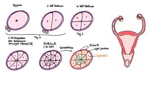 Embryologie 101 Von der befruchteten Eizelle bis zur Implantation Tag 16 [upl. by Ellimaj]