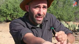 3 Peores picaduras de Coyote Peterson  Brave Wilderness [upl. by Peonir467]