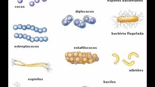 Bactérias [upl. by Arocet]