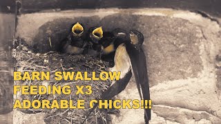 BARN SWALLOW FEEDING X3 ADORABLE CHICKS 4K  PITMANFILMS [upl. by Yla]