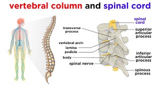 The Central Nervous System The Brain and Spinal Cord [upl. by Innavoj]