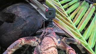 Coconut crab cam [upl. by Eyot]